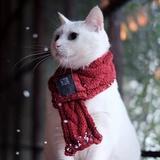 猫先生