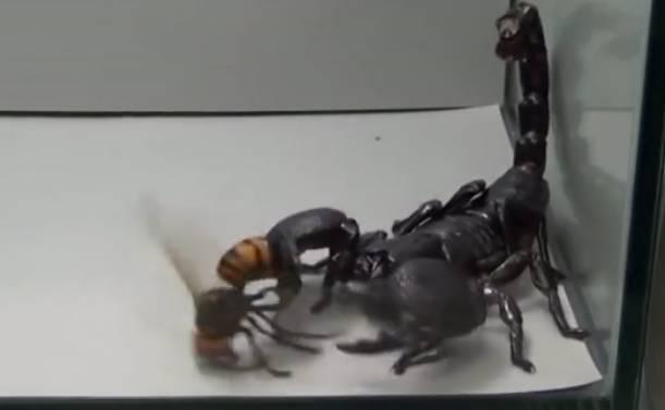 男子捕获了一只帝王蝎, 没想到将大黄蜂扔进去后支离破碎