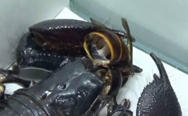 男子捕获了一只帝王蝎, 没想到将大黄蜂扔进去后支离破碎