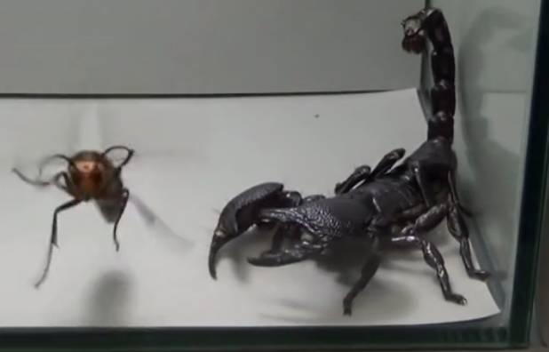 男子捕获了一只帝王蝎, 没想到将大黄蜂扔进去后支离破碎