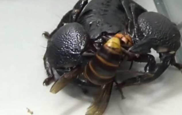 男子捕获了一只帝王蝎, 没想到将大黄蜂扔进去后支离破碎