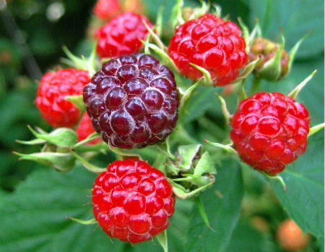 农村常见的一种野果浑身带刺儿, 竟是男人的补肾良药#uc订阅号