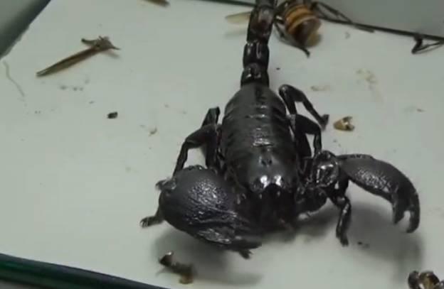 男子捕获了一只帝王蝎, 没想到将大黄蜂扔进去后支离破碎