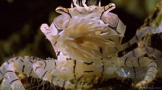 为了不让海葵"偷吃,细螯蟹在舞动海葵时会避免将海葵的口对着食物.