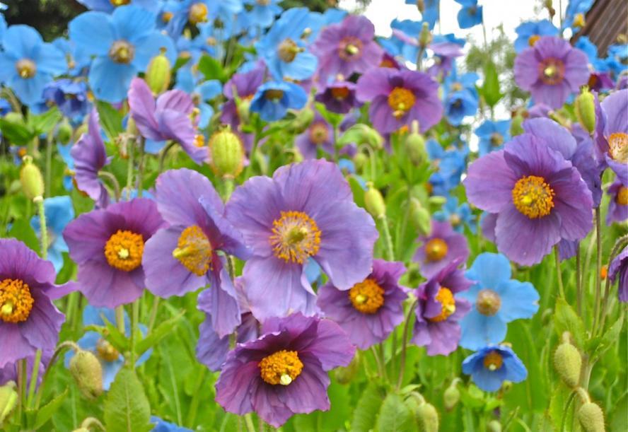 果壳【2017年物种日历】8月24日 藿香叶绿绒蒿