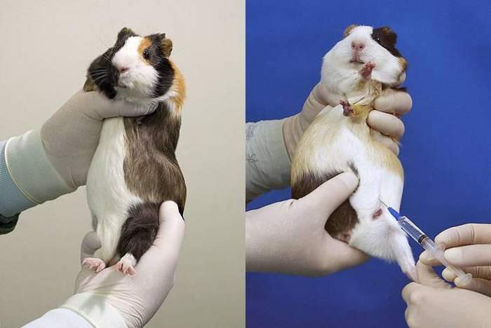 uk 在常用的实验动物中,豚鼠对于致敏物质的反应最,其后依次是兔