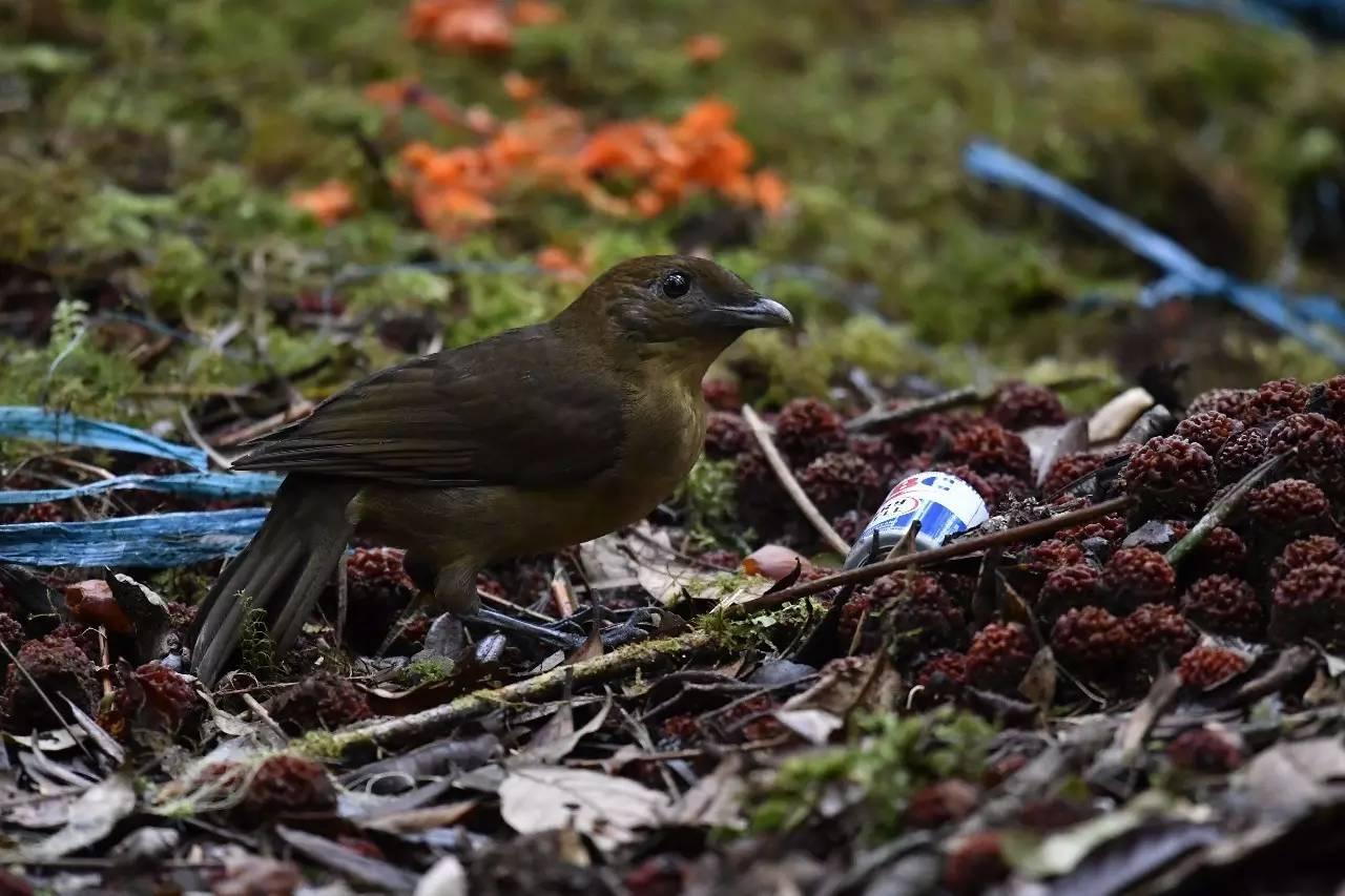 果壳【2017年物种日历】9月6日 褐色园丁鸟 - acfun弹幕视频网 - 认真