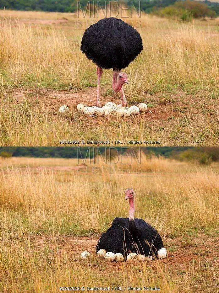 尽职孵蛋的鸵鸟爸爸.图片:denis-huot