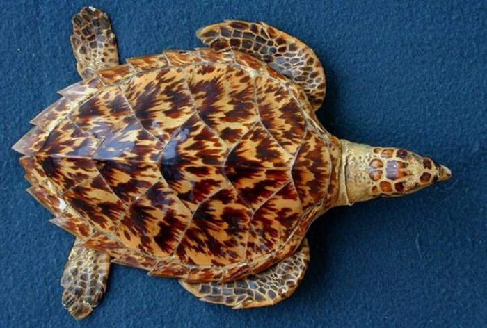 大海龟标本图片
