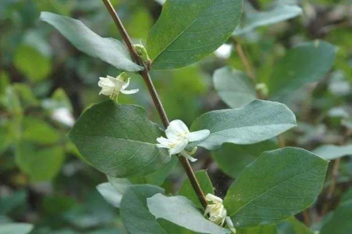 绘图:翼狼elang 郁香忍冬lonicera     fragrantissima是一种忍冬科