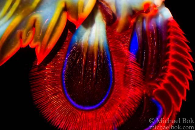 果壳【2017年物种日历】12月4日 雀尾螳螂虾