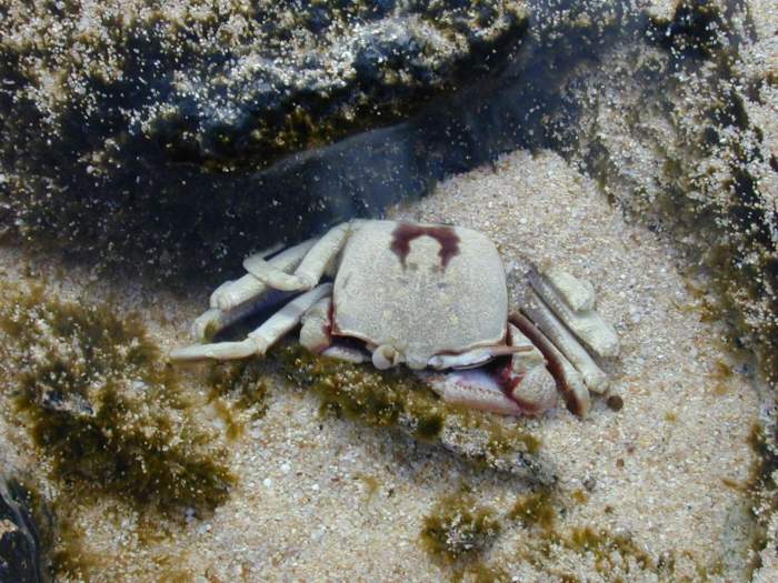 有毒的沙蟹图片图片