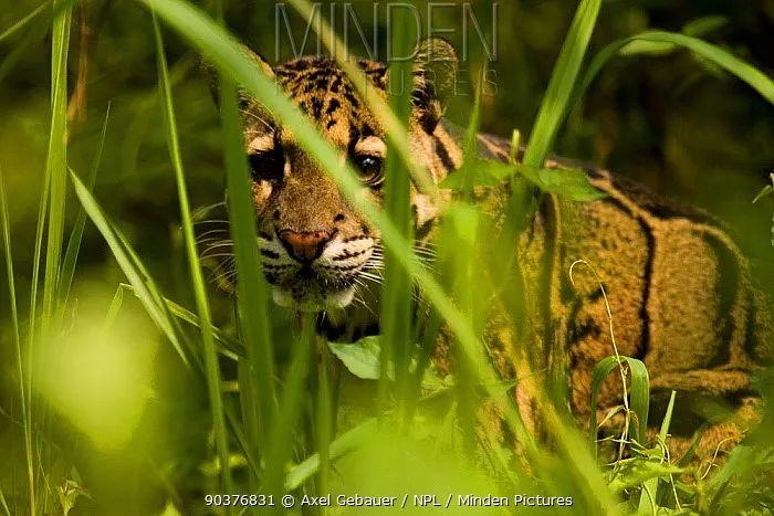 果壳【2017年物种日历】12月29日 云猫