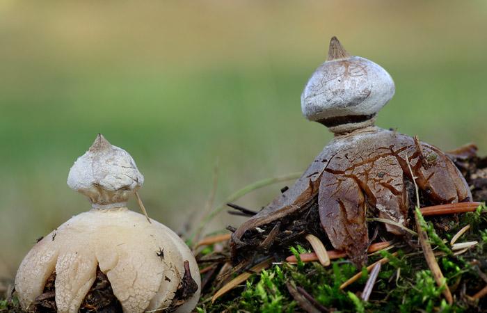 果壳【2017年物种日历】11月15日 硬皮地星