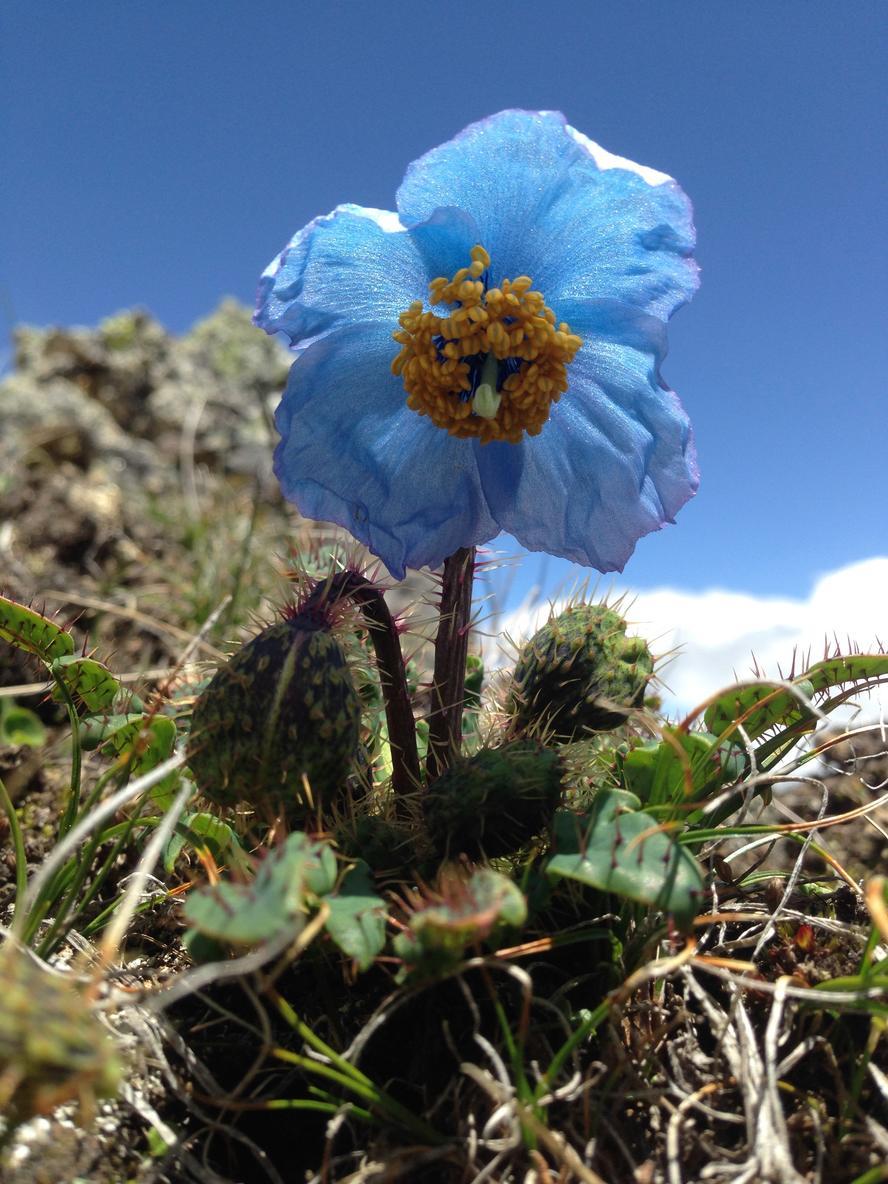 果壳【2017年物种日历】8月24日 藿香叶绿绒蒿