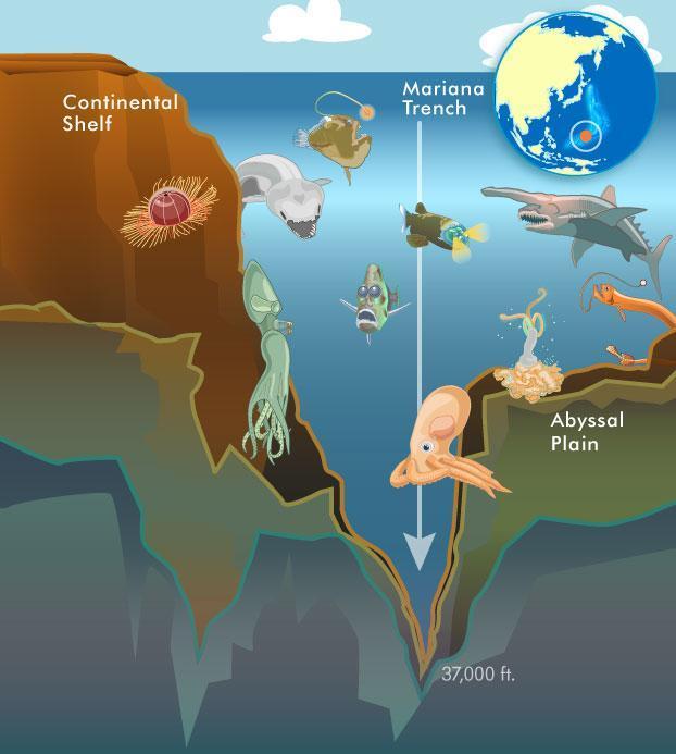 马里亚纳海沟：从0米到10000米, 海平面到地球的最深处! 海洋多可怕?