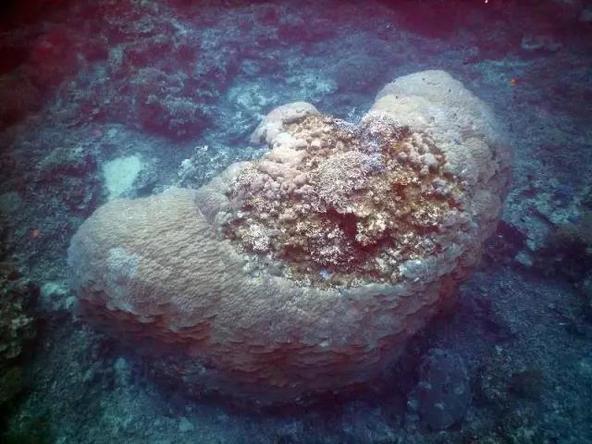 果壳【2017年物种日历】8月23日 团块滨珊瑚 - acfun弹幕视频网 - 认