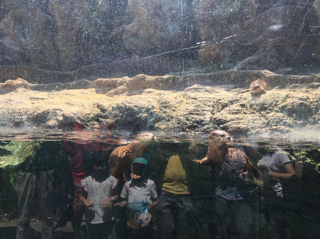 果壳【2017年物种日历】9月8日 欧亚水獭