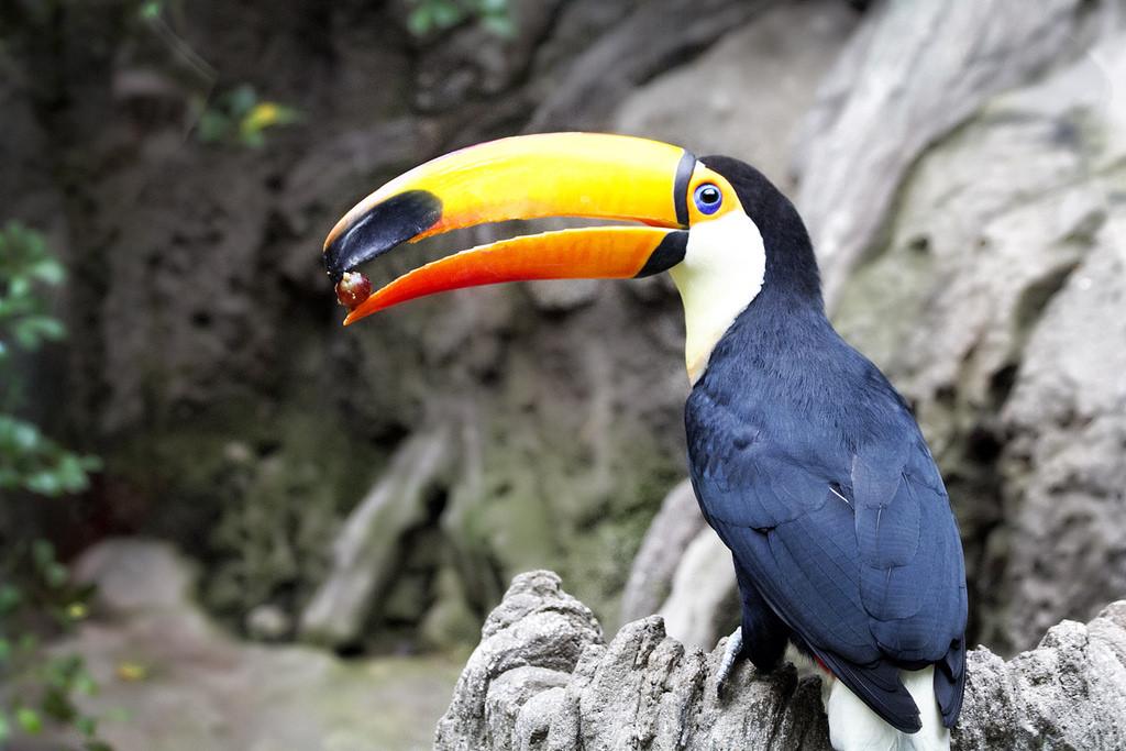 果壳【2017年物种日历】12月2日 巨嘴鸟