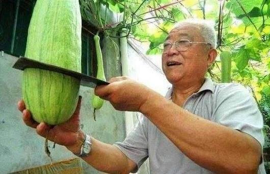 这种瓜随吃随砍, 自然愈合, 你们见过吗?