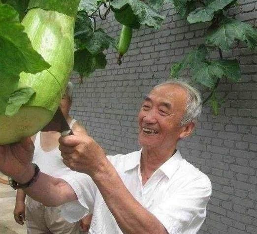 这种瓜随吃随砍, 自然愈合, 你们见过吗?