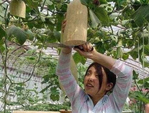 这种瓜随吃随砍, 自然愈合, 你们见过吗?