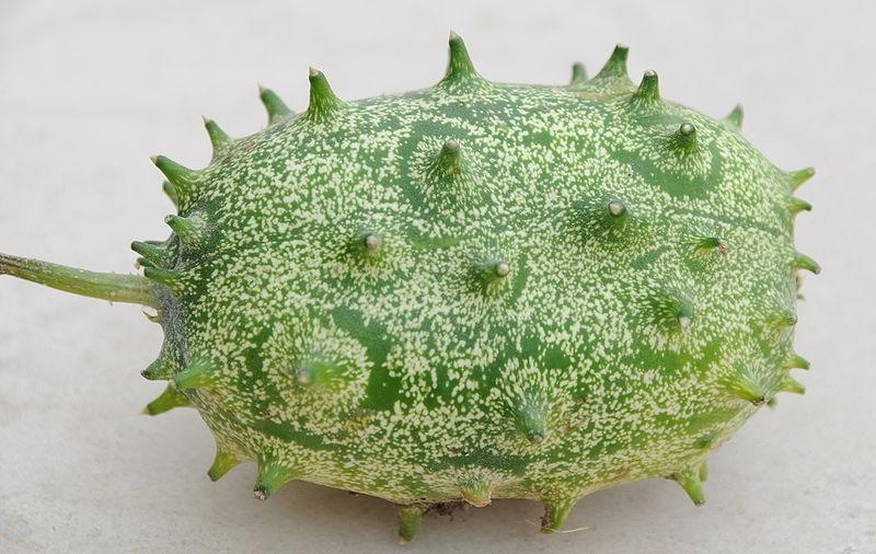 水果店卖的绿色"火参果",就是还未完全成熟的刺角瓜.