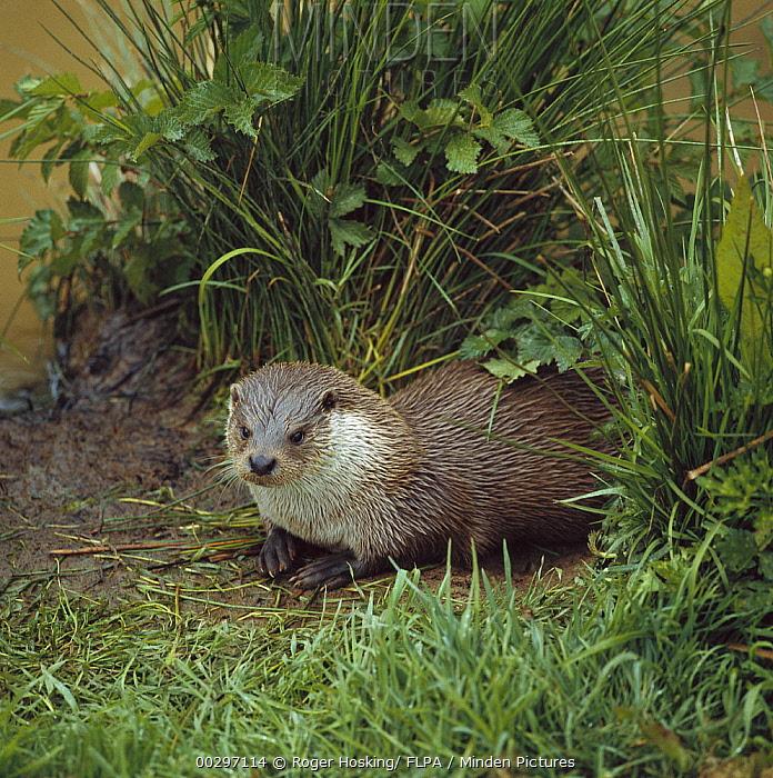 果壳【2017年物种日历】9月8日 欧亚水獭