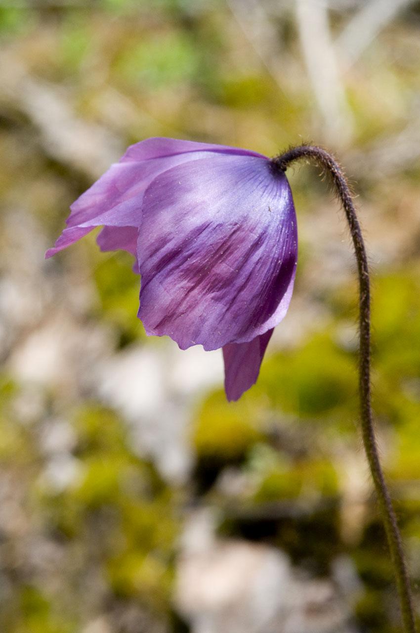 果壳2017年物种日历8月24日藿香叶绿绒蒿