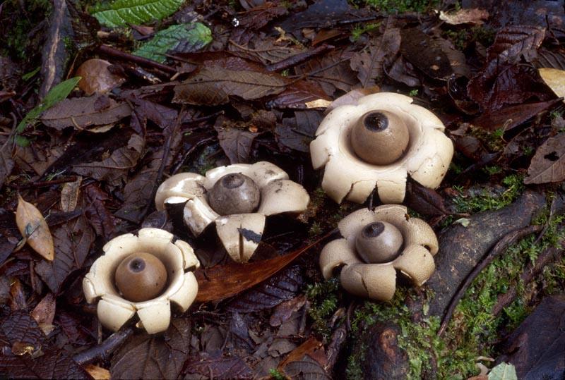 果壳【2017年物种日历】11月15日 硬皮地星 - acfu