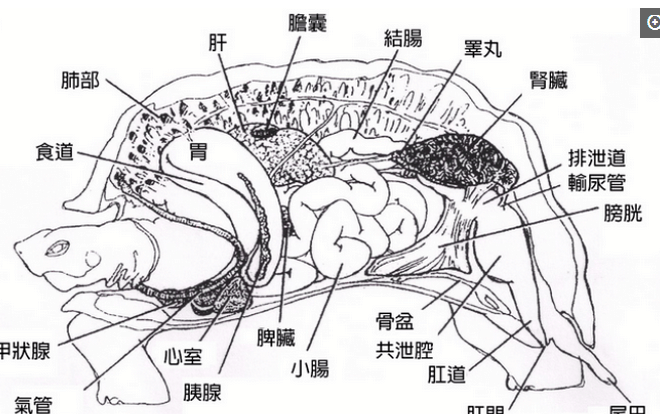 『科学家』科学家将乌龟解剖，它的内部构造让人眼前一亮！