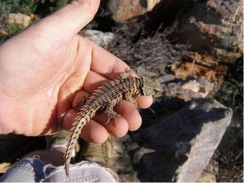 犰狳▲男子沙漠发现龙形生物, 十分兴奋