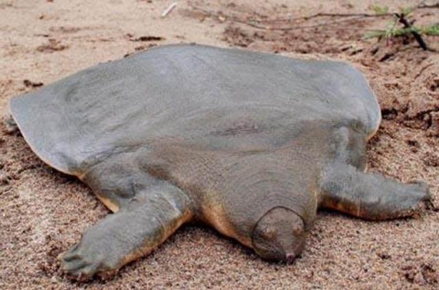 在《西游记》原著中, 驮唐僧过通天河的老鼋其实不是乌龟
