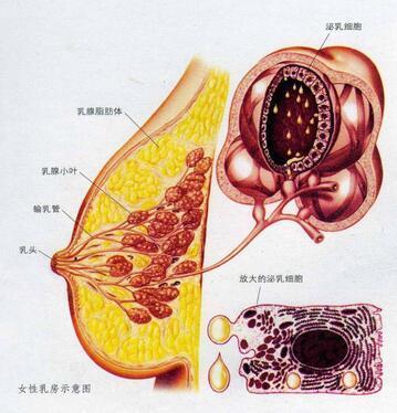 宝宝未满月, 却再也吃不上母乳了, 只因宝妈误接了一个电话