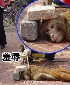 讓人類羞恥的30張圖