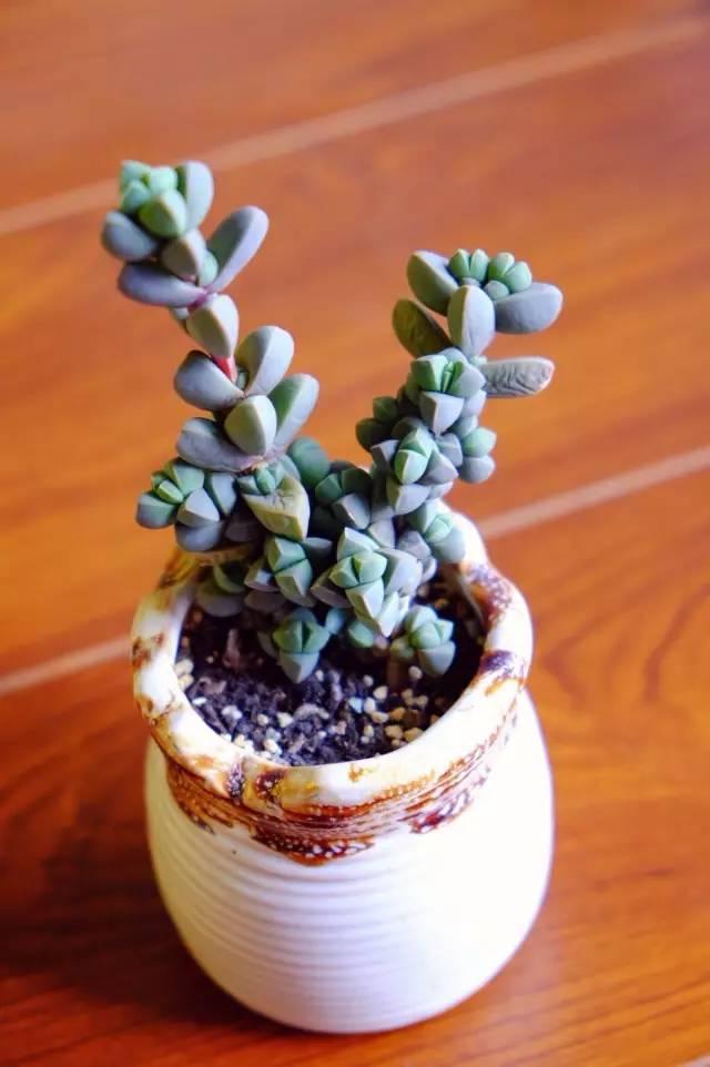 多肉到底应该怎么去养护才能长的越来越好?