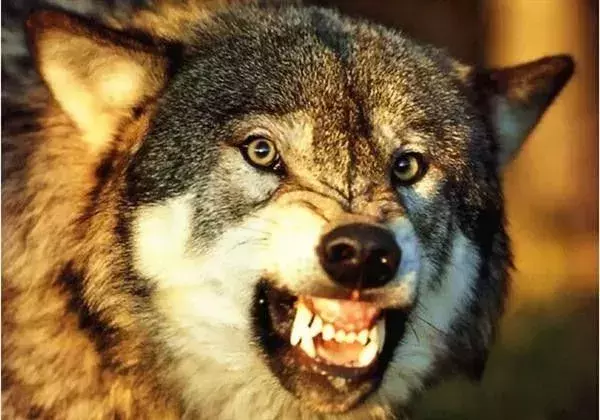 讓人類羞恥的30張圖