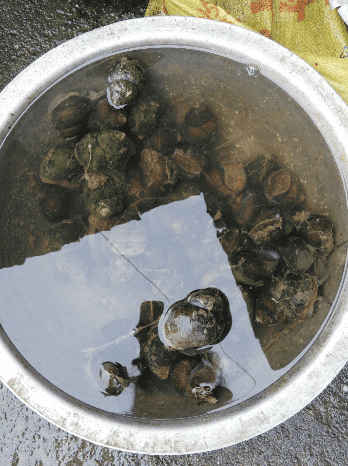 越脏越肥越好吃, 城里人有钱买不到