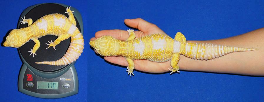 moose的孙子,也是只重量级的巨无霸,super giant基因.图片:geckosetc.