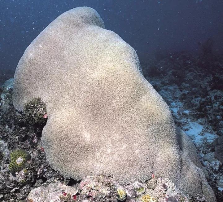 一大坨泡纹珊瑚.图片:charlie     veron / coral.aims.gov.au