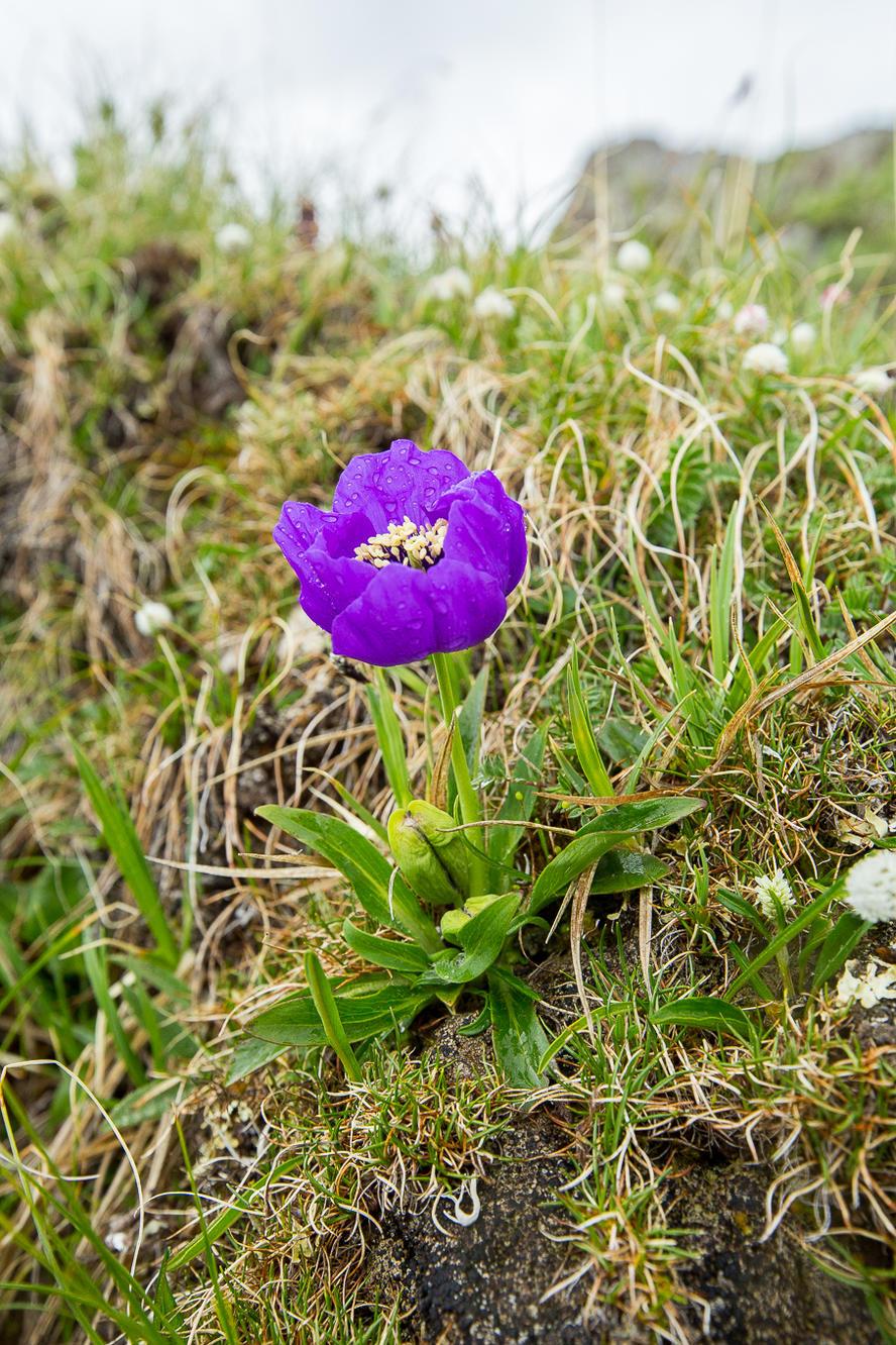 果壳【2017年物种日历】8月24日 藿香叶绿绒蒿