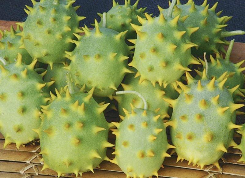 果壳【2017年物种日历】12月14日 刺角瓜