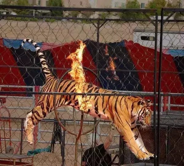 讓人類羞恥的30張圖