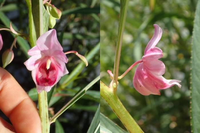 鳳仙花屬則是一個挺大的屬,擁有900多個種,花朵結構基本都和鳳仙花差