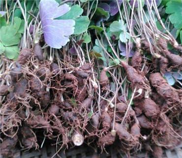 这种野草名字带"屎", 能清热解毒,抗癌防癌