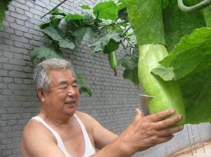 这种瓜随吃随砍, 自然愈合, 你们见过吗?