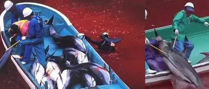 讓人類羞恥的30張圖