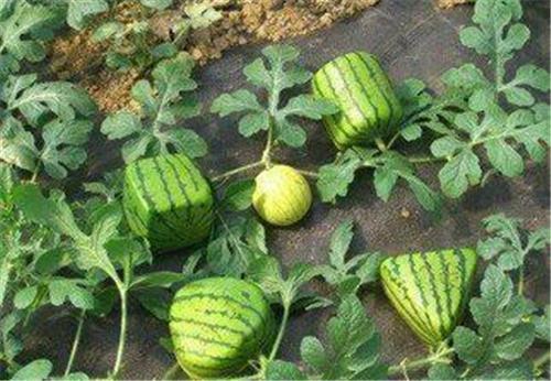 揭露"变形"西瓜骗局 水果的竞争越来越激烈