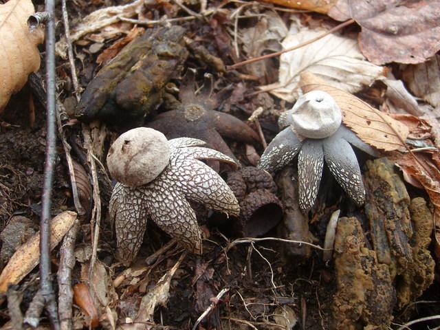 果壳【2017年物种日历】11月15日 硬皮地星