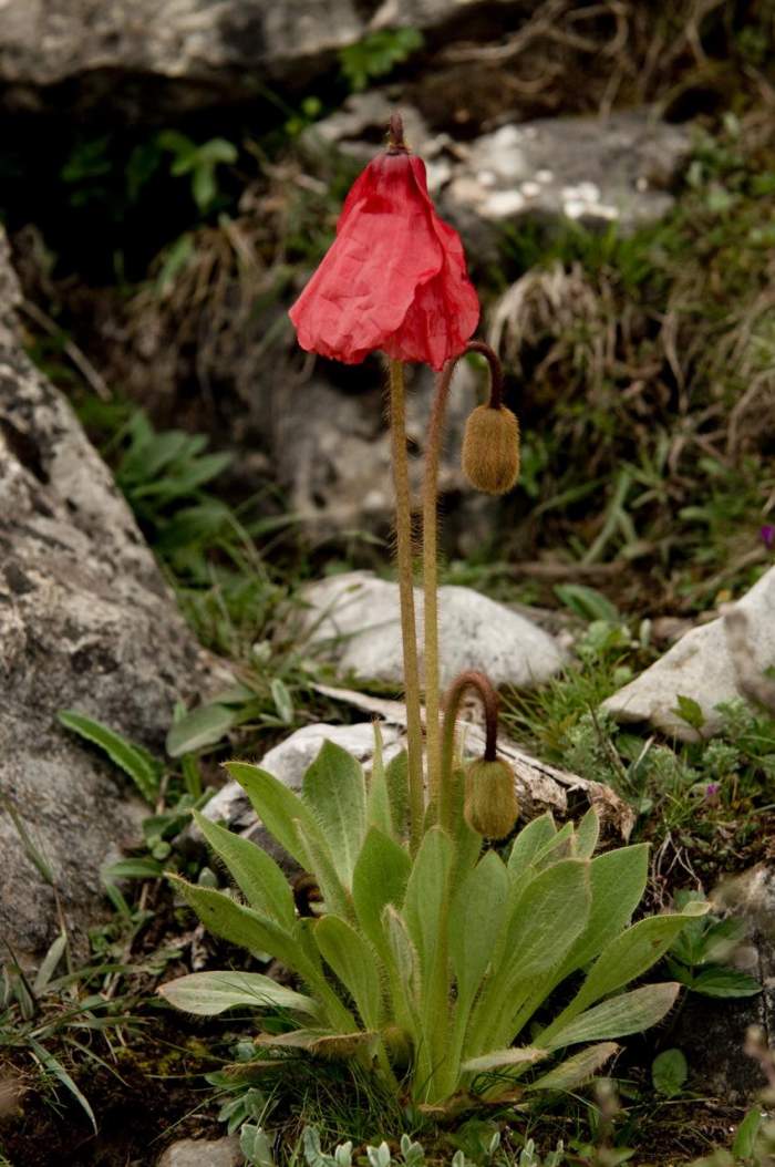 红花绿绒蒿m punicea,四川松潘雪山梁,海拔4000m.图片:顾有容